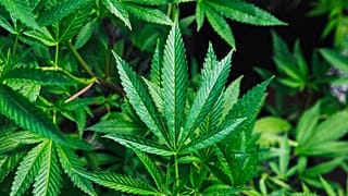 Cannabis depenalizzata in Messico