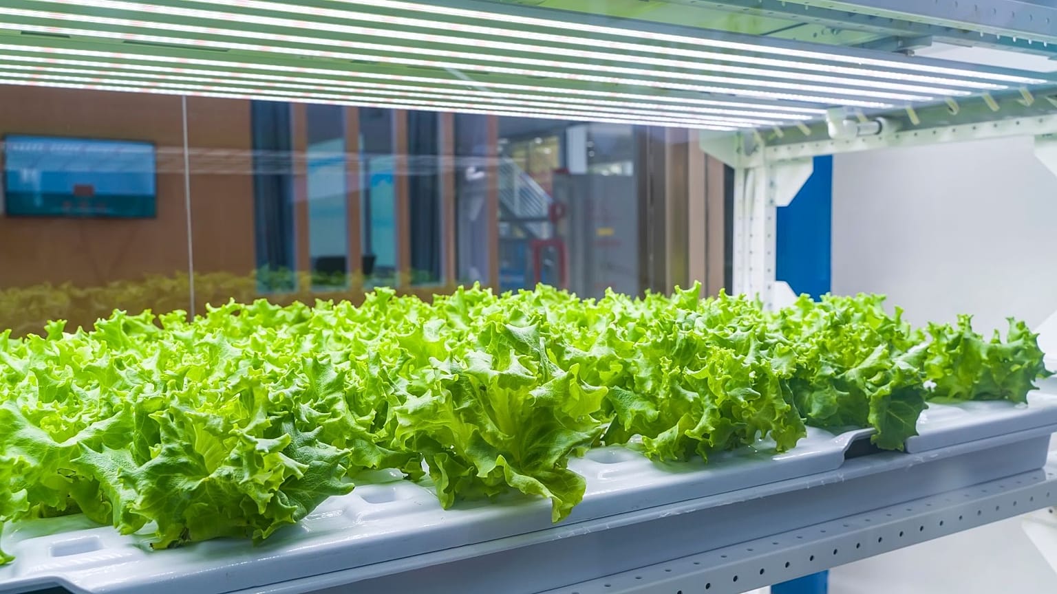 Nanotechnology and AI in agriculture could help solve global food insecurity.
