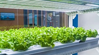 Nanotechnology and AI in agriculture could help solve global food insecurity.