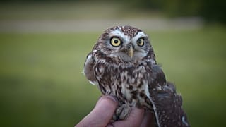 Proyecto transfronterizo para asegurar la supervivencia de seis especies animales en Alsacia