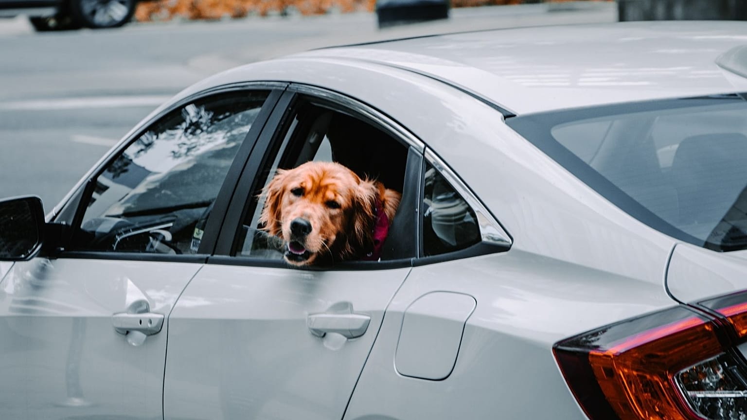 Where is Europe's most dog-friendly city?