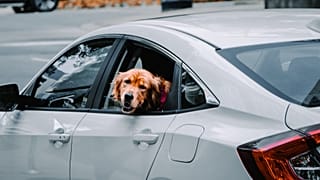 Where is Europe's most dog-friendly city?