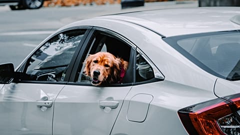 Where is Europe's most dog-friendly city?