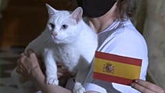 El gato Aquiles, oráculo de la Eurocopa en San Petersburgo