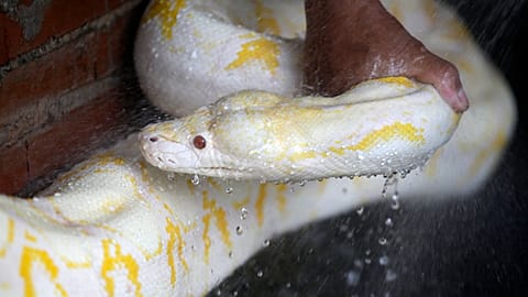A caretaker bathes a six-year-old albino python in Manila, Philippines.