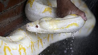 Eine Python in Manila, Philippinen
