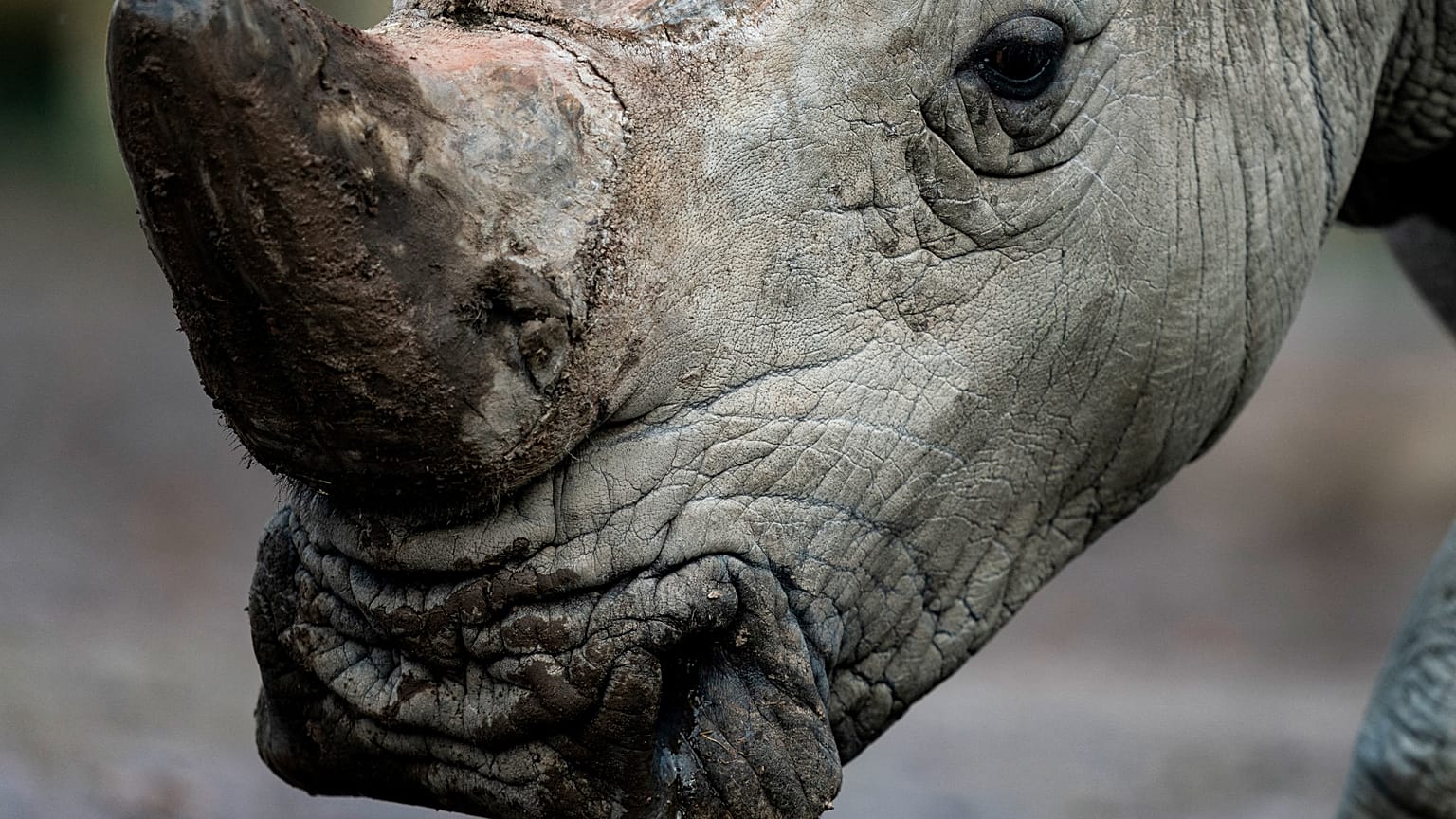 Rhinocéros blanc, zoo Pariri Daiza, Belgique