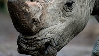 Rhinocéros blanc, zoo Pariri Daiza, Belgique