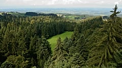 A study suggests planting more trees in Europe could increase rainfall, which could help slow down the pace of climate change. 