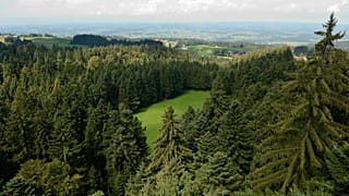 A study suggests planting more trees in Europe could increase rainfall, which could help slow down the pace of climate change.
