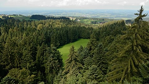 A study suggests planting more trees in Europe could increase rainfall, which could help slow down the pace of climate change. 