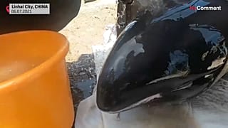 Un total de 12 ballenas fueron encontradas varadas en aguas costeras de la provincia de Zhejiang, en China.