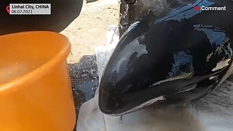 Un total de 12 ballenas fueron encontradas varadas en aguas costeras de la provincia de Zhejiang, en China.