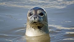A seal looks out from the water
