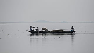 A boat carrying men and a cow in the river Brahmaputra in Morigaon district of Assam, India, Saturday, Aug. 1, 2020.