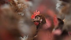 Bauern kritisieren EU-Agrarreform: zu schnell, zu realitätsfern