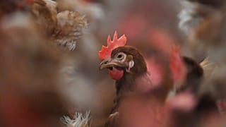 Les agriculteurs inquiets par la nouvelle Politique agricole commune