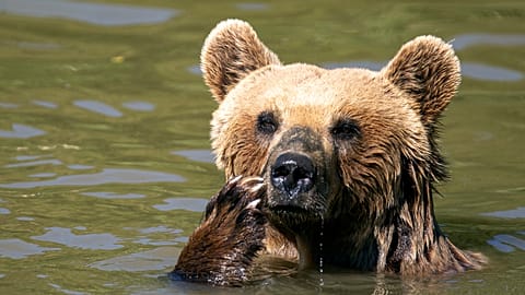 La canicule frappe les ours du sanctuaire du Kosovo