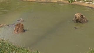 Der "Poolbereich" eines Bärengeheges im Kosovo. Abkühlung unbedingt erwünscht