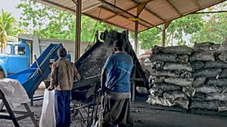 Hasta ahora, la producción es modesta: 600 toneladas el año pasado (todas destinadas a la exportación), y para este año la meta es 700 toneladas.
