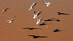 طيور النورس تطير فوق نهر دجلة في بغداد. 2013/02/03