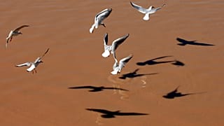 طيور النورس تطير فوق نهر دجلة في بغداد. 2013/02/03