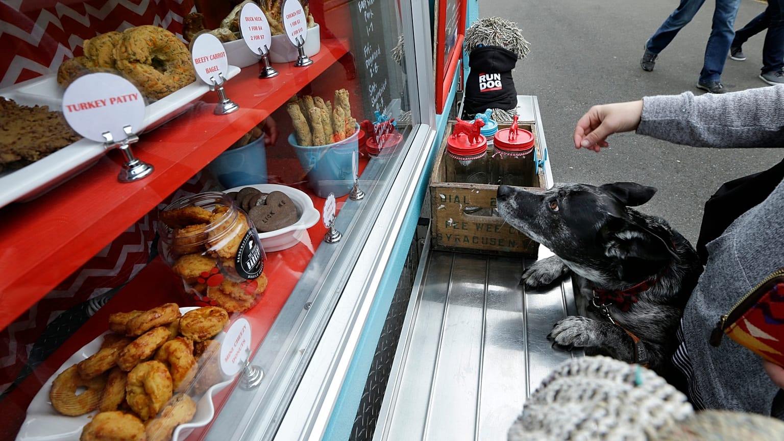 Bilim insanları köpek mamaları konusunda uyardı
