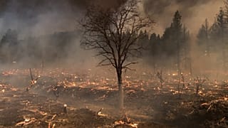 Burnt ground, scorched timbers