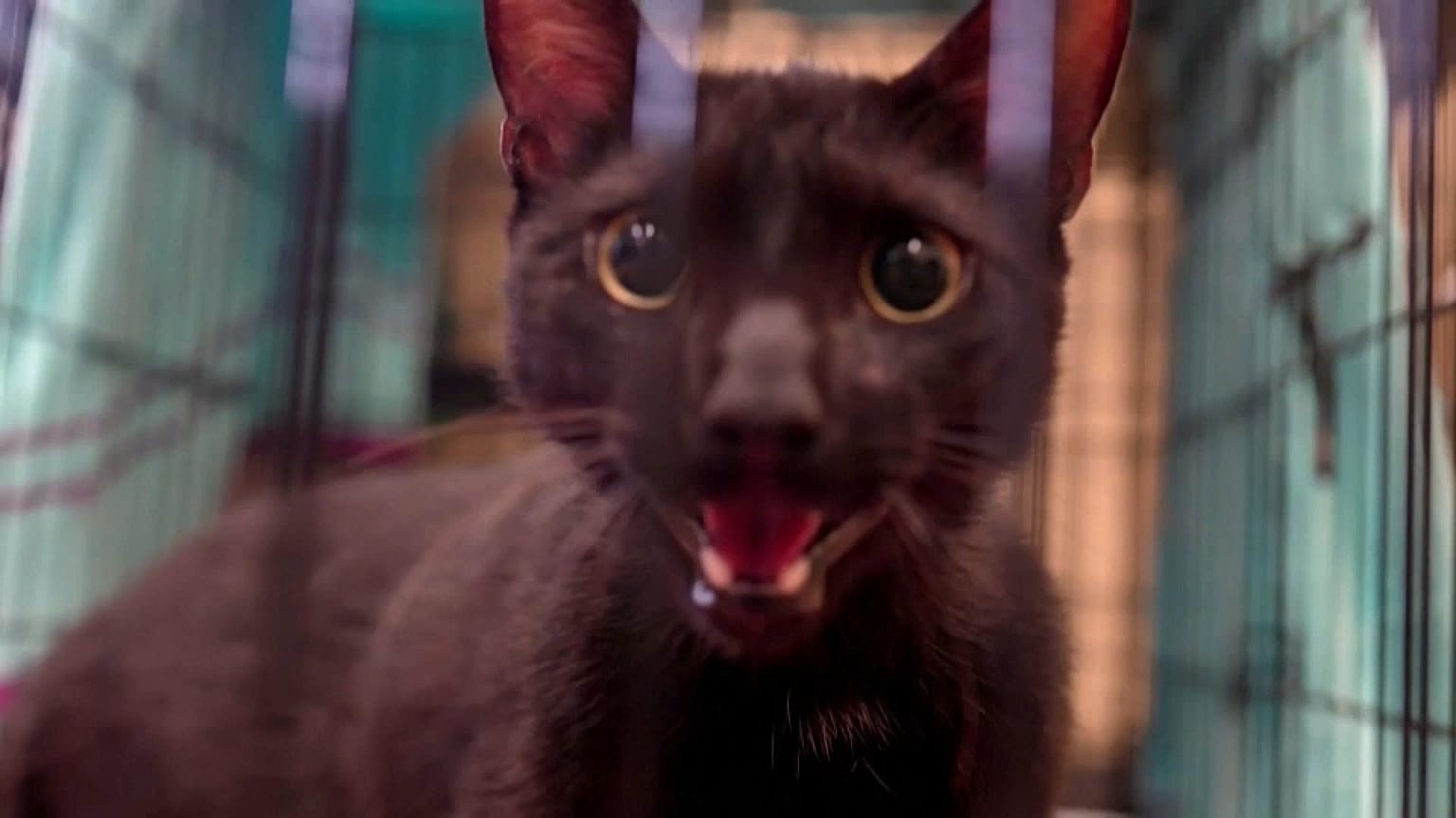 El gato y sus dueños vivían en el noveno piso del edificio colapsado. Pudo escapar porque le dejaron la puerta abierta, asegura la alcaldesa Levine Cava.