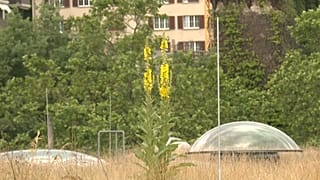 Techo plano con vegetación en un edificio de Basilea, Suiza 29/7/2021