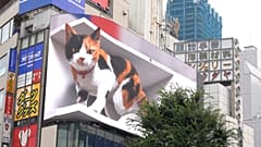 Riesenkatze in Tokio schnurrt Passanten an