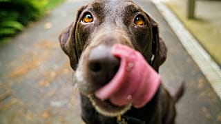 Though popular among pet owners, raw dog food could be driving the next global health crisis.