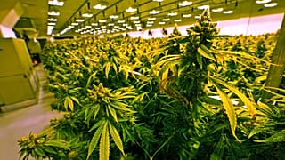 Plantación de cannabis