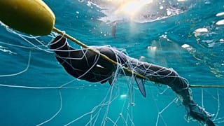 Nets and bait hooks are installed in almost one hundred beaches across the coasts of Queensland and New South Wales