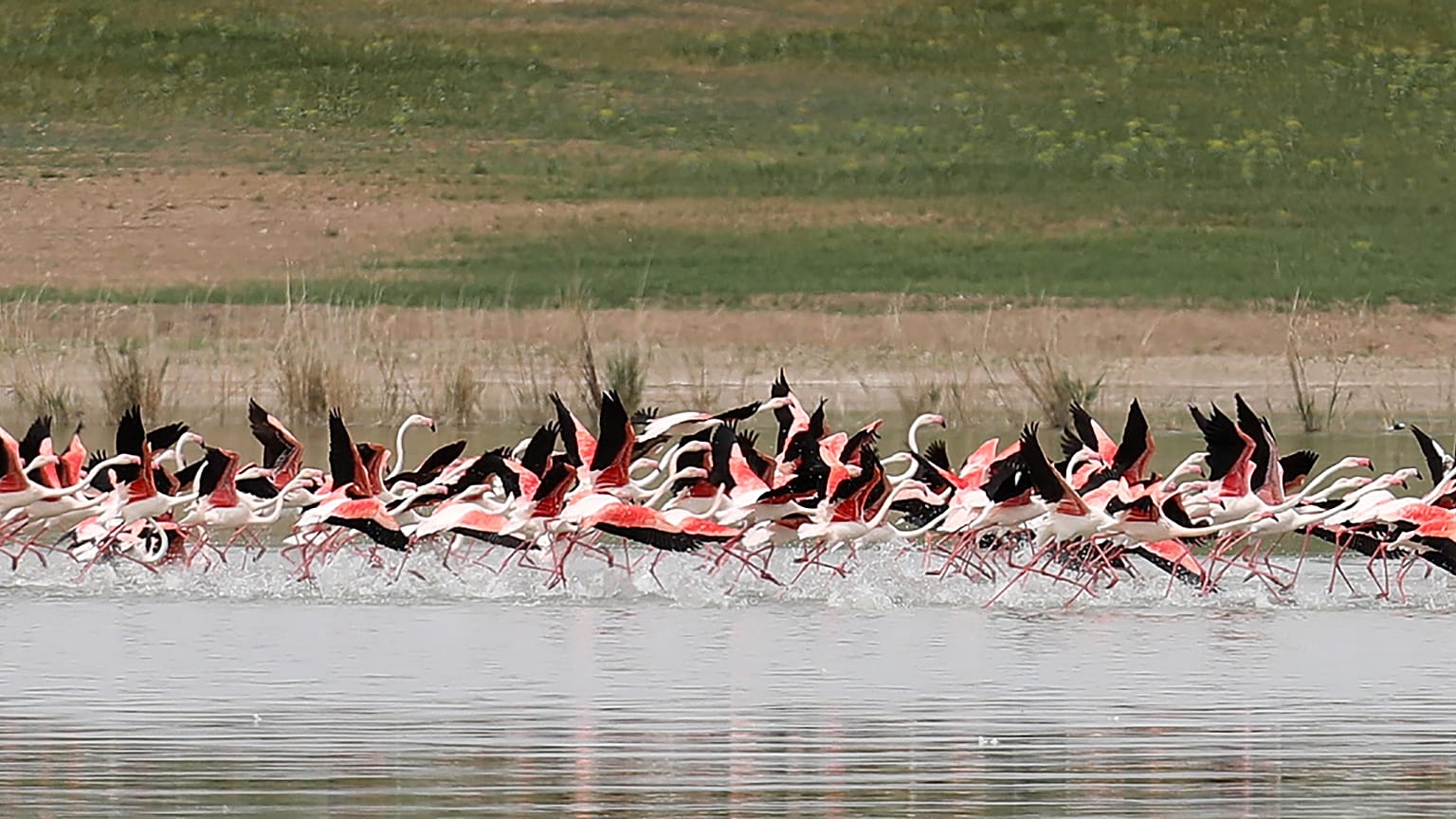 Tuz Gölü'nde flamingo ölümleri