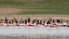 Tuz Gölü'nde flamingo ölümleri