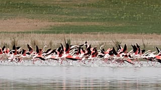 Tuz Gölü'nde flamingo ölümleri