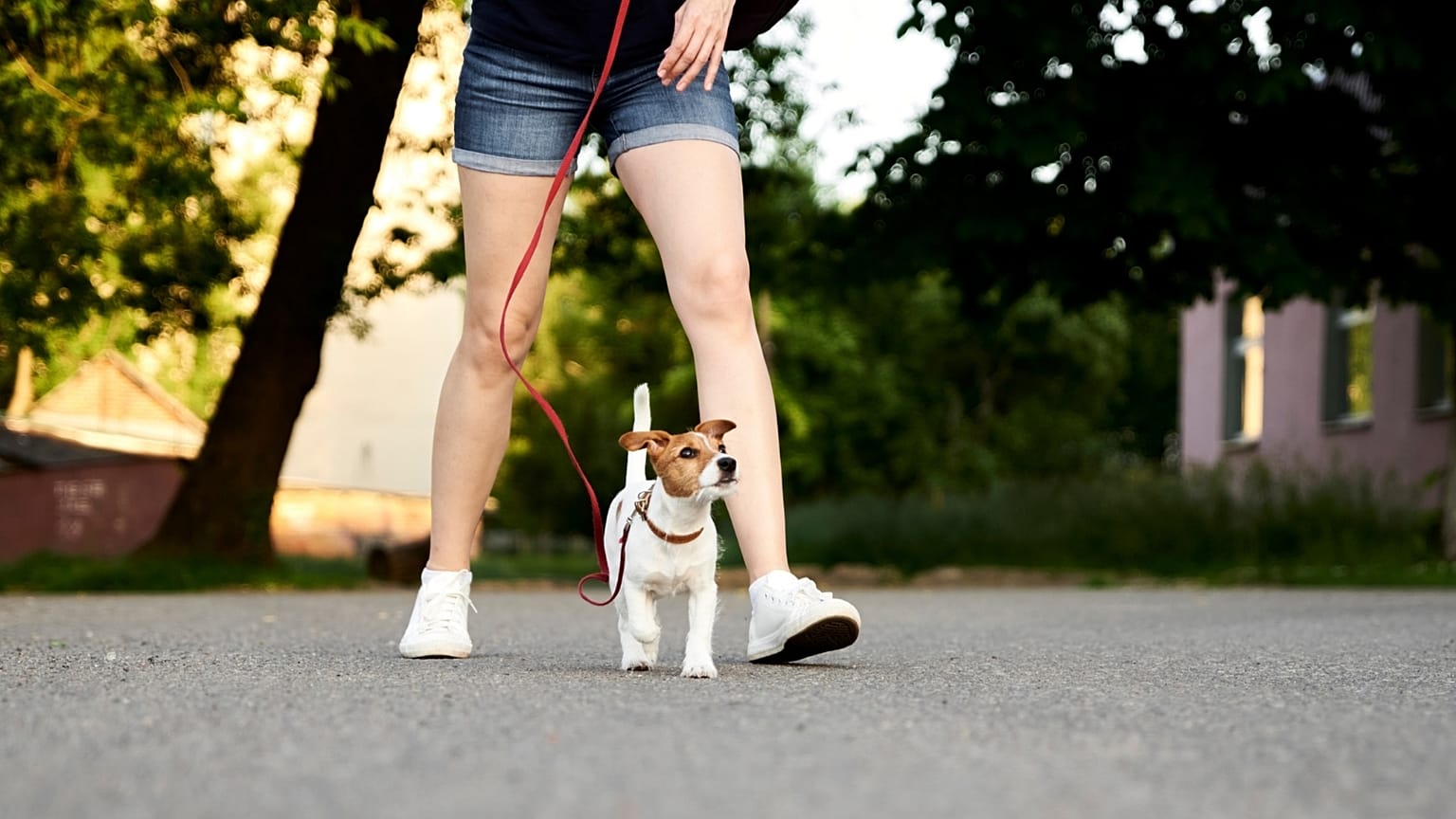 Tel Aviv in Israel is turning to tech to track down dog owners who leave their pet's waste on the city's pavements.