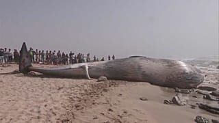 حوت ضخم نافق بطول يزيد عن ثمانية أمتار قذفته مياه البحر على سواحل المغرب. 