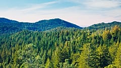 Madrid is building a huge urban forest in bid to combat climate change