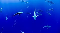 EU imports and exports account for 22 per cent of the worlds shark meat trade.