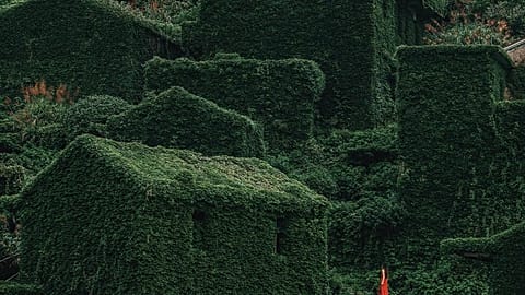 The abandoned village of Houtouwan is covered in greenery.