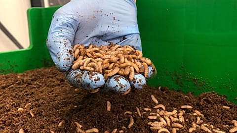 Europe Edible Insects