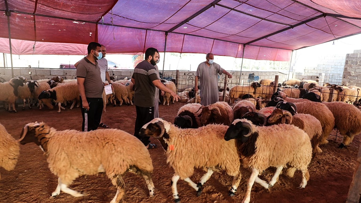 سوق للماشية في ضواحي العاصمة الليبية طرابلس