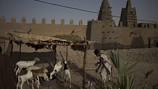 امرأة ترعى أغنام العائلة في منزلها المبني من الطوب في باماكو، مالي.