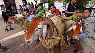 أطفال جزائريون في العاصمة في عيد الأضحى، الجزائر.