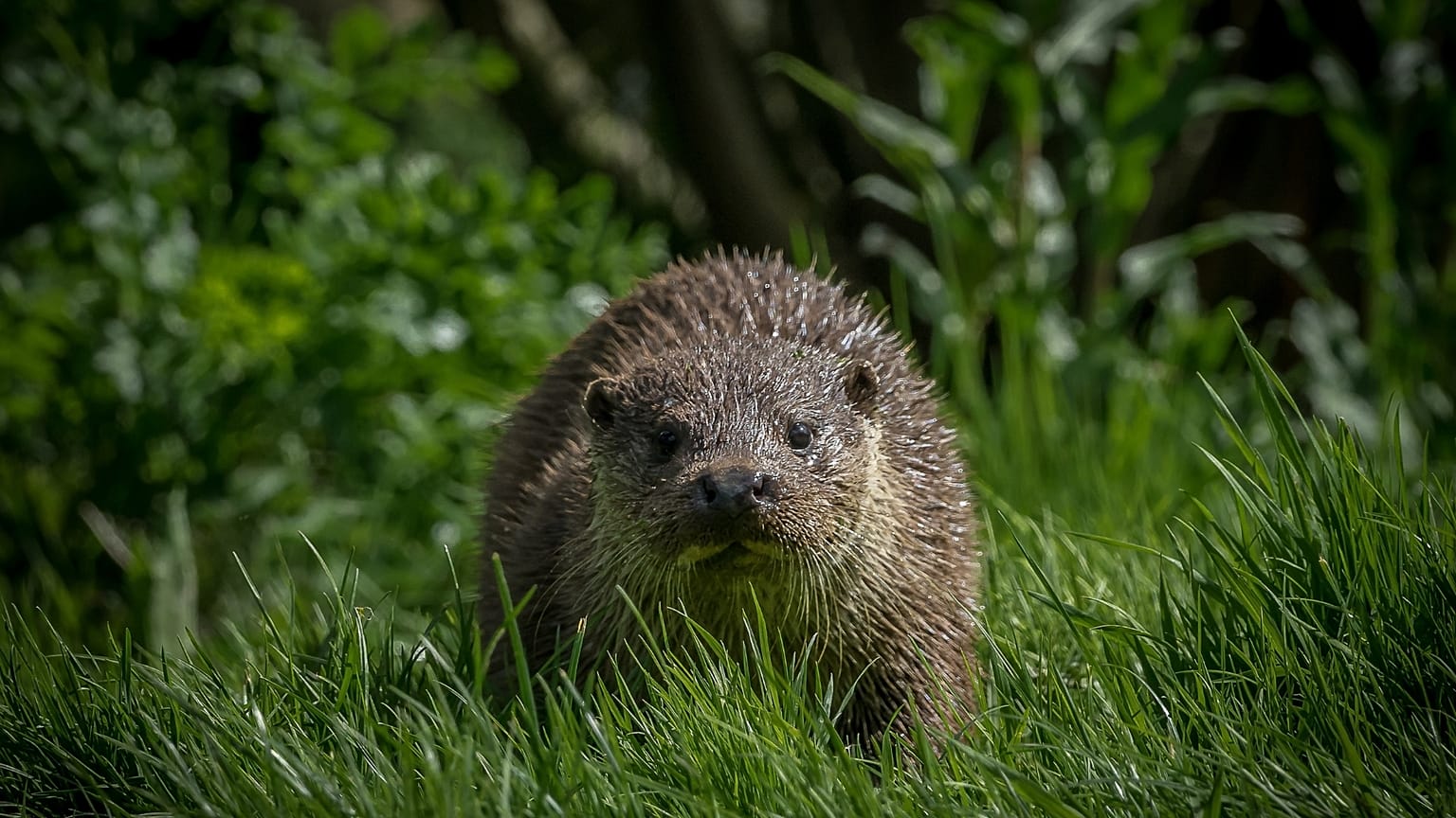 These elusive creatures are making a comeback in Europe but their future is still uncertain. 