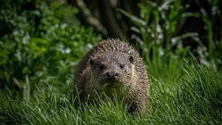 These elusive creatures are making a comeback in Europe but their future is still uncertain. 