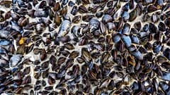 The tiny ocean animals could filter and repackage 25 per cent of the ocean's microplastics