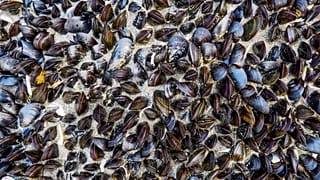 The tiny ocean animals could filter and repackage 25 per cent of the ocean's microplastics
